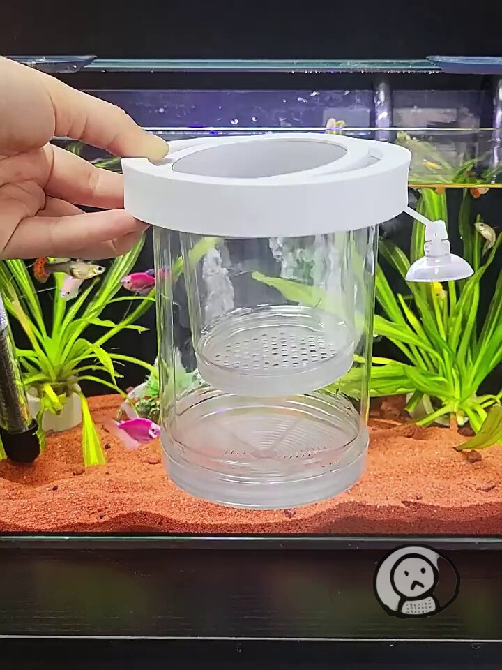 漂浮式魚類繁殖隔離盒水族箱餵食器魚缸孵化器