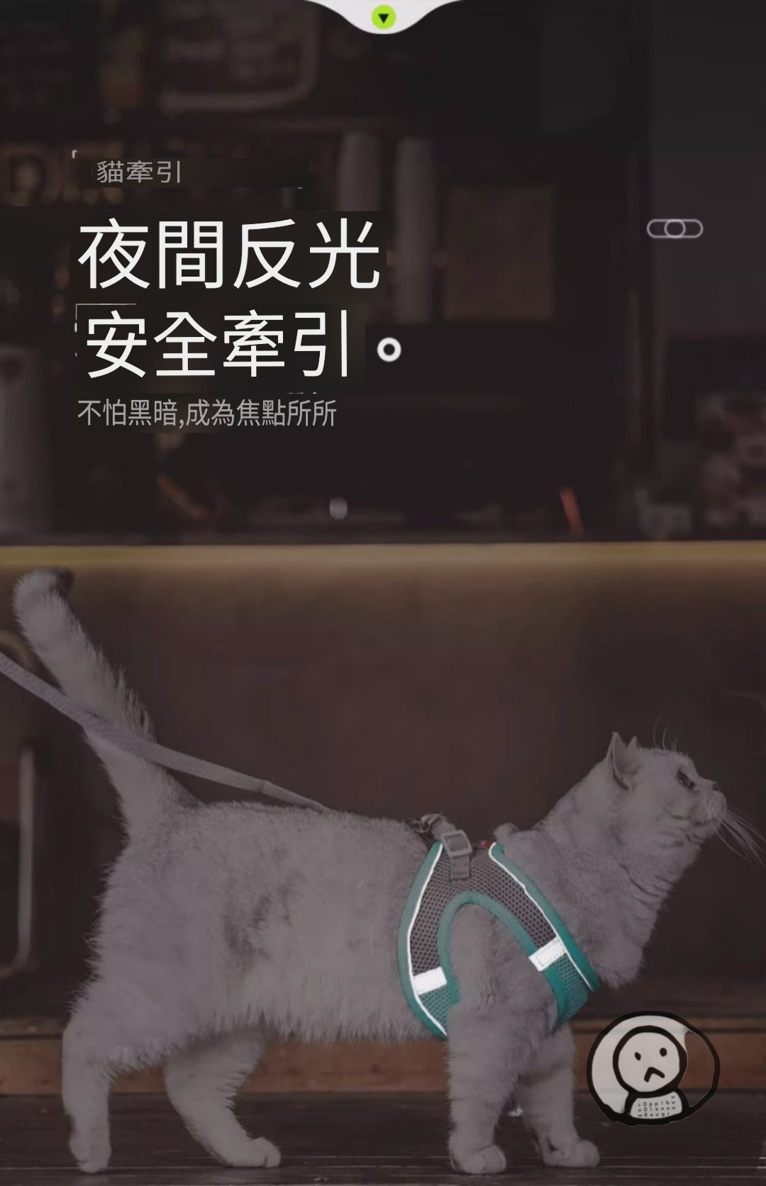 遛貓神器 貓咪胸背帶 防掙脫貓繩 貓奴日常 帶貓出門